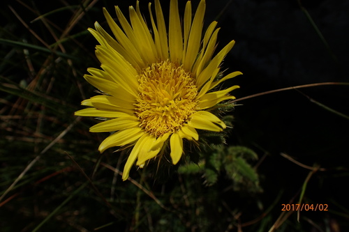 Image of Berkheya echinacea by no rights reserved
