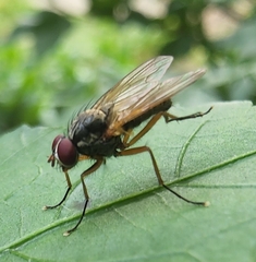 Cholomyia