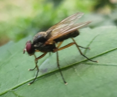 Cholomyia