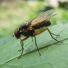 Cholomyia