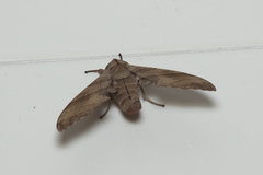 Marumba dyras