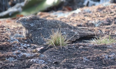 Caprimulgus tristigma