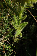 Berkheya echinacea