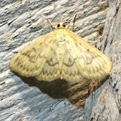 Crocidophora serratissimalis