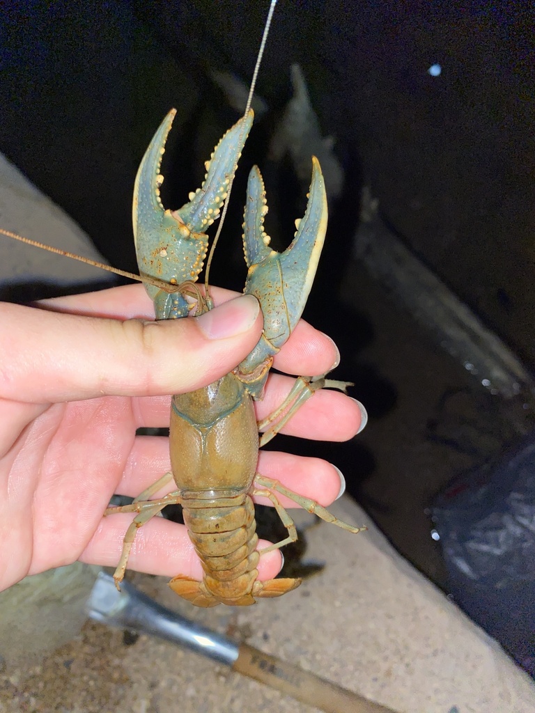 Virile Crayfish from Red Mountain Park, Mesa, AZ, US on July 08, 2022 ...