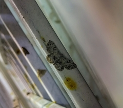 Calichodes subrugata