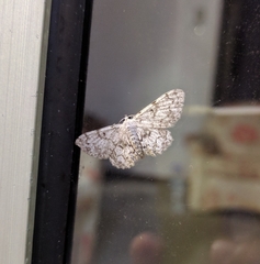 Calichodes subrugata