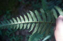 Microlepia marginata