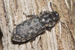 Phanodesta wakefieldi
