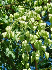 Koelreuteria paniculata