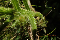 Berkheya echinacea