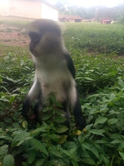 Cercopithecus lowei