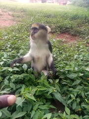 Cercopithecus lowei