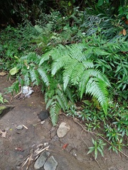 Pleocnemia conjugata