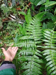 Pleocnemia conjugata