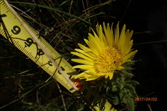 Berkheya echinacea