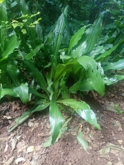 Scadoxus multiflorus