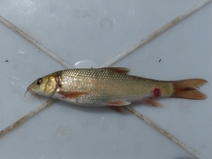 Luciobarbus graellsii