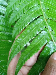 Pleocnemia conjugata