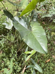 Cyrtosperma merkusii