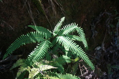 Dicranopteris pedata