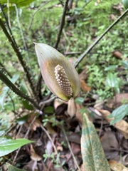 Cyrtosperma merkusii