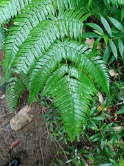 Pleocnemia conjugata