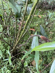 Cyrtosperma merkusii