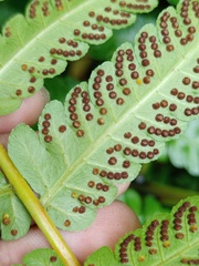 Pleocnemia conjugata