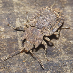 Syrphetodes marginatus