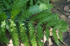 Woodwardia japonica