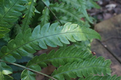 Woodwardia japonica