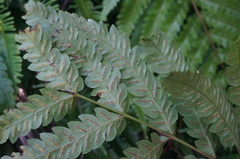 Woodwardia japonica