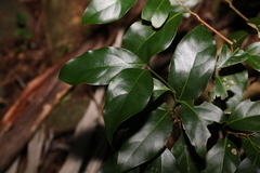 Endiandra muelleri muelleri