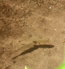 Rasbora vulgaris