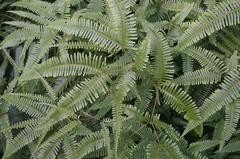 Dicranopteris pedata