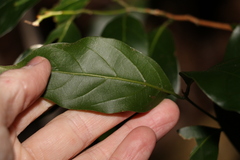 Endiandra muelleri muelleri