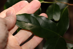 Endiandra muelleri muelleri