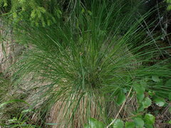 Carex nigra juncea