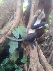 Cercopithecus lowei