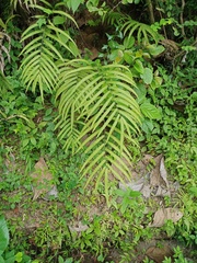 Amblovenatum terminans