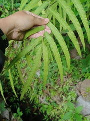 Amblovenatum terminans