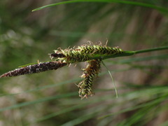 Carex nigra juncea