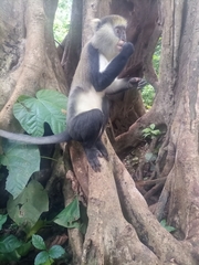 Cercopithecus lowei