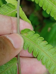 Amblovenatum terminans