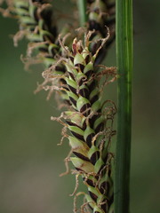 Carex nigra juncea