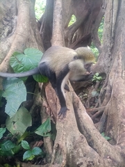 Cercopithecus lowei