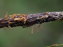 Carex nigra juncea