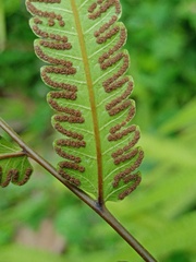 Amblovenatum terminans