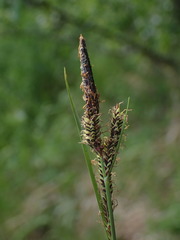 Carex nigra juncea